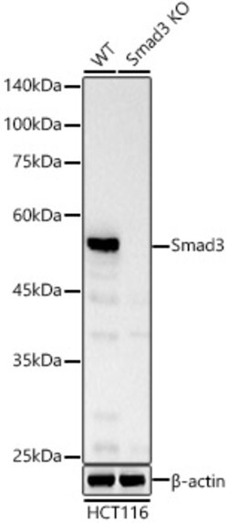 Invitrogen SMAD3 Recombinant Rabbit Monoclonal Antibody (1T1Q9) 100 &mu;L | Buy Online | Invitrogen&trade; | Fisher Scientific