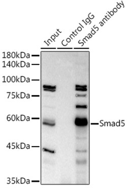 Invitrogen SMAD5 Recombinant Rabbit Monoclonal Antibody (1X5G9) 100 &mu;L;