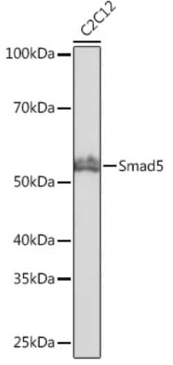 Invitrogen SMAD5 Recombinant Rabbit Monoclonal Antibody (1X5G9) 100 &mu;L;