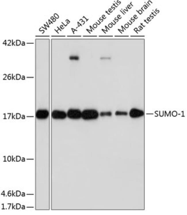 SUMO1 Rabbit anti-Human, Mouse, Rat, Unconjugated, Clone: ARC0215 ...