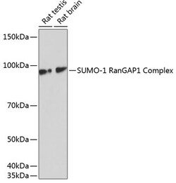 Invitrogen SUMO1 Recombinant Rabbit Monoclonal Antibody (6F8B6) 100 &mu;L | Buy Online | Invitrogen&trade; | Fisher Scientific