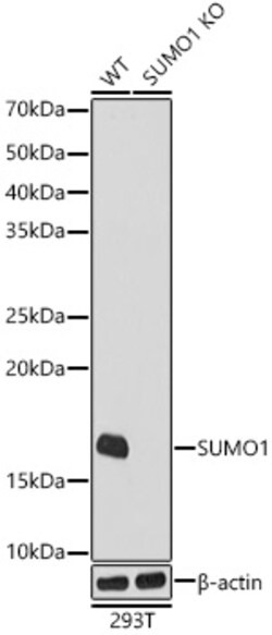 Invitrogen SUMO1 Recombinant Rabbit Monoclonal Antibody (6F8B6) 100 &mu;L | Buy Online | Invitrogen&trade; | Fisher Scientific