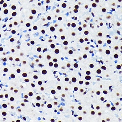 Invitrogen TDP-43 Recombinant Rabbit Monoclonal Antibody (4R5L7) 100 &mu;L;