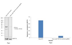 Invitrogen TDP-43 Recombinant Rabbit Monoclonal Antibody (4R5L7) 100 &mu;L;