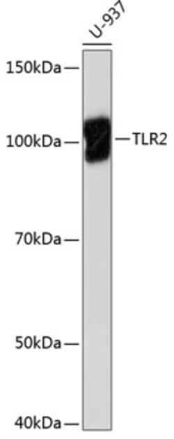 Invitrogen TLR2 Recombinant Rabbit Monoclonal Antibody (8Q6M9) 100 &mu;L;