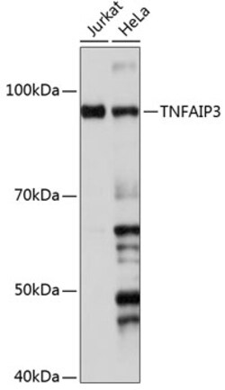 Invitrogen TNFAIP3 Recombinant Rabbit Monoclonal Antibody (0K8B0) 100 &mu;L;