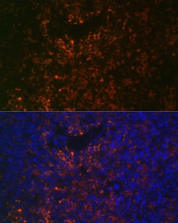 Invitrogen VCAM-1 (CD106) Recombinant Rabbit Monoclonal Antibody (7I1J9)