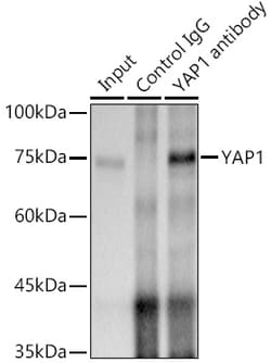 Invitrogen YAP1 Recombinant Rabbit Monoclonal Antibody (10G4S10) 100 &mu;L;