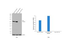 Invitrogen YAP1 Recombinant Rabbit Monoclonal Antibody (10G4S10) 100 &mu;L;