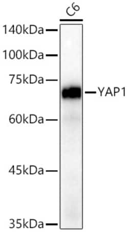 Invitrogen YAP1 Recombinant Rabbit Monoclonal Antibody (10G4S10) 100 &mu;L;