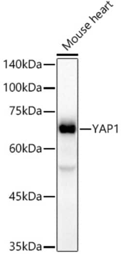 Invitrogen YAP1 Recombinant Rabbit Monoclonal Antibody (10G4S10) 100 &mu;L;