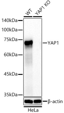 Invitrogen YAP1 Recombinant Rabbit Monoclonal Antibody (10G4S10) 100 &mu;L;
