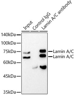 Invitrogen Lamin A/C Recombinant Rabbit Monoclonal Antibody (4L8Q0) 100