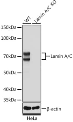 Invitrogen Lamin A/C Recombinant Rabbit Monoclonal Antibody (4L8Q0) 100