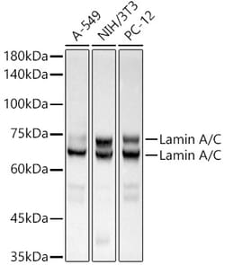 Invitrogen Lamin A/C Recombinant Rabbit Monoclonal Antibody (4L8Q0) 100