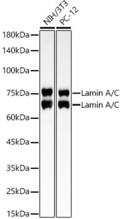 Invitrogen Lamin A/C Recombinant Rabbit Monoclonal Antibody (4L8Q0) 100