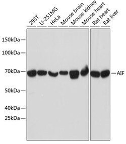 Invitrogen AIF Recombinant Rabbit Monoclonal Antibody (5F0Y1) 100 &mu;L;