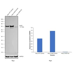 Invitrogen CHK2 Recombinant Rabbit Monoclonal Antibody (2W5N3) 100 &mu;L;
