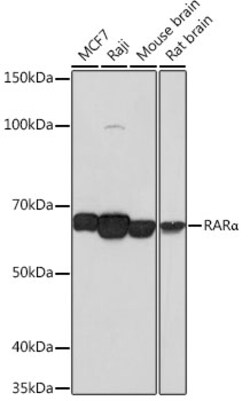 Invitrogen RARA Recombinant Rabbit Monoclonal Antibody (9C7R10) 100 &mu;L;
