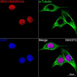 Invitrogen BRG1 Recombinant Rabbit Monoclonal Antibody (4N9C4) 100 &mu;L;