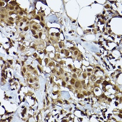 Invitrogen STAT3 Recombinant Rabbit Monoclonal Antibody (6W3L3) 100 &mu;L;