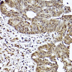 Invitrogen STAT3 Recombinant Rabbit Monoclonal Antibody (6W3L3) 100 &mu;L;