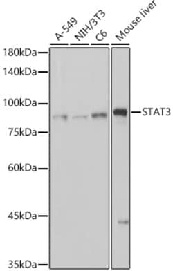 Invitrogen STAT3 Recombinant Rabbit Monoclonal Antibody (6W3L3) 100 &mu;L;