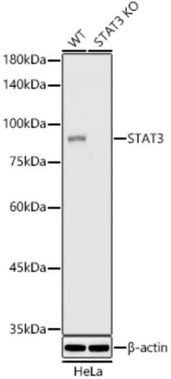 Invitrogen STAT3 Recombinant Rabbit Monoclonal Antibody (6W3L3) 100 &mu;L;