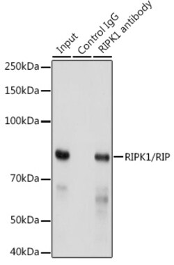 Invitrogen RIP1 Recombinant Rabbit Monoclonal Antibody (2V4N8) 100 &mu;L | Buy Online | Invitrogen&trade; | Fisher Scientific
