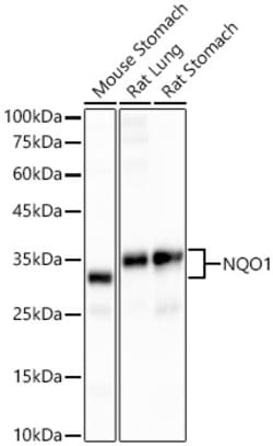 Invitrogen NQO1 Recombinant Rabbit Monoclonal Antibody (9M3H10) 100 &mu;L;