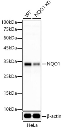 Invitrogen NQO1 Recombinant Rabbit Monoclonal Antibody (9M3H10) 100 &mu;L;