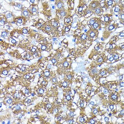Invitrogen ATG3 Recombinant Rabbit Monoclonal Antibody (5D2W0) 100 &mu;L;