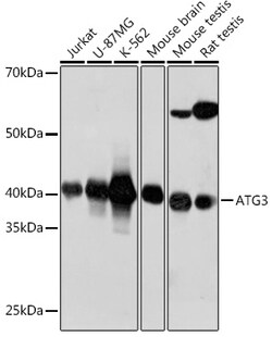 Invitrogen ATG3 Recombinant Rabbit Monoclonal Antibody (5D2W0) 100 &mu;L;