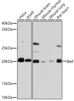 Invitrogen BAD Recombinant Rabbit Monoclonal Antibody (1I10A2) 100 &mu;L | Buy Online | Invitrogen&trade; | Fisher Scientific