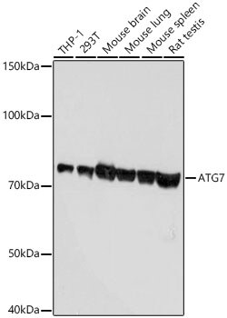 Invitrogen ATG7 Recombinant Rabbit Monoclonal Antibody (3X1W4) 100 &mu;L;