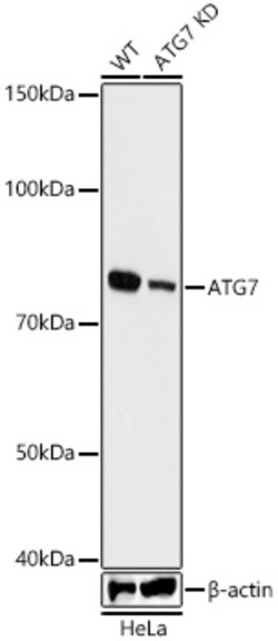 Invitrogen ATG7 Recombinant Rabbit Monoclonal Antibody (3X1W4) 100 &mu;L;
