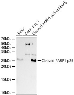 Invitrogen PARP1 (cleaved Asp214) Recombinant Rabbit Monoclonal Antibody