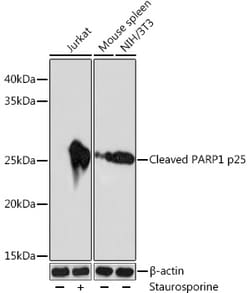 Invitrogen PARP1 (cleaved Asp214) Recombinant Rabbit Monoclonal Antibody