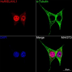 Invitrogen HuR Recombinant Rabbit Monoclonal Antibody (9Q6L3) 100 &mu;L;