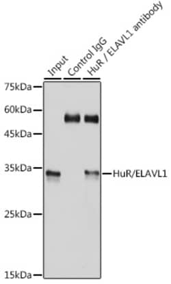 Invitrogen HuR Recombinant Rabbit Monoclonal Antibody (9Q6L3) 100 &mu;L;