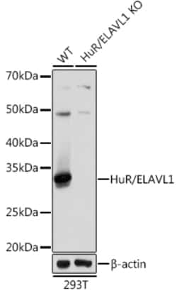 Invitrogen HuR Recombinant Rabbit Monoclonal Antibody (9Q6L3) 100 &mu;L;