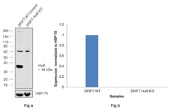 Invitrogen HuR Recombinant Rabbit Monoclonal Antibody (9Q6L3) 100 &mu;L;