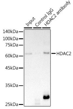 Invitrogen HDAC2 Recombinant Rabbit Monoclonal Antibody (10R7O1) 100 &mu;L;