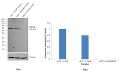 Invitrogen HDAC2 Recombinant Rabbit Monoclonal Antibody (10R7O1) 100 &mu;L;