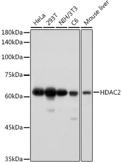 Invitrogen HDAC2 Recombinant Rabbit Monoclonal Antibody (10R7O1) 100 &mu;L;
