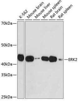 Invitrogen ERK2 Recombinant Rabbit Monoclonal Antibody (2K9N9) 100 &mu;L;