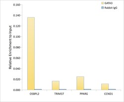 Invitrogen GATA3 Recombinant Rabbit Monoclonal Antibody (6V3Z4) 100 &mu;L | Buy Online | Invitrogen&trade; | Fisher Scientific