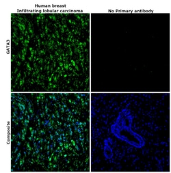 Invitrogen GATA3 Recombinant Rabbit Monoclonal Antibody (6V3Z4) 100 &mu;L | Buy Online | Invitrogen&trade; | Fisher Scientific