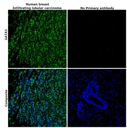 Invitrogen GATA3 Recombinant Rabbit Monoclonal Antibody (6V3Z4) 100 &mu;L | Buy Online | Invitrogen&trade; | Fisher Scientific