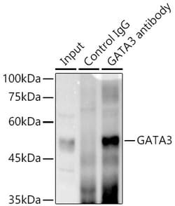 Invitrogen GATA3 Recombinant Rabbit Monoclonal Antibody (6V3Z4) 100 &mu;L | Buy Online | Invitrogen&trade; | Fisher Scientific